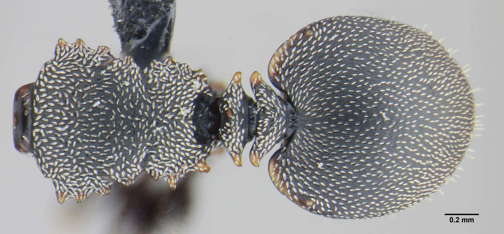 Cephalotes angustus (Mayr 1862) resmi