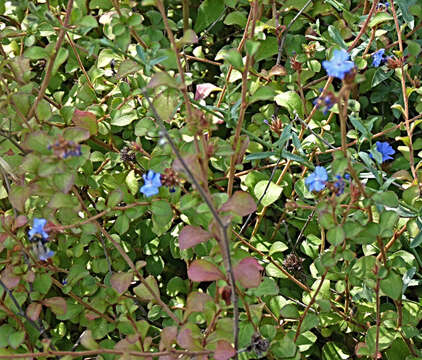 Image of Ceratostigma griffithii C. B. Clarke