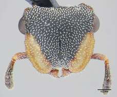 Cephalotes angustus (Mayr 1862) resmi