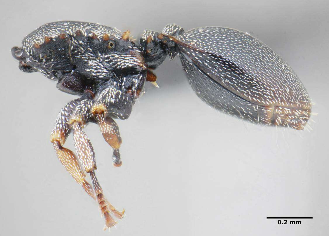 Cephalotes angustus (Mayr 1862) resmi