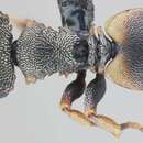 Cephalotes frigidus (Kempf 1960) resmi