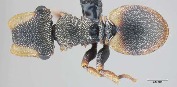 Cephalotes frigidus (Kempf 1960) resmi