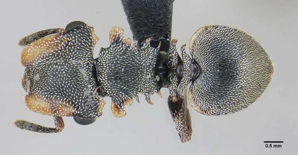 Image of Cephalotes palustris De Andrade 1999