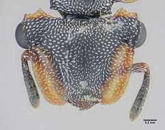 Image of Cephalotes palustris De Andrade 1999