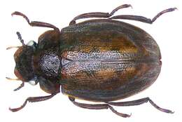 صورة Spercheus emarginatus (Schaller 1783)