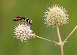 Image de Larra bicolor Fabricius 1804