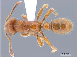 Image of Typhlomyrmex