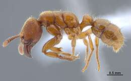 Imagem de Typhlomyrmex