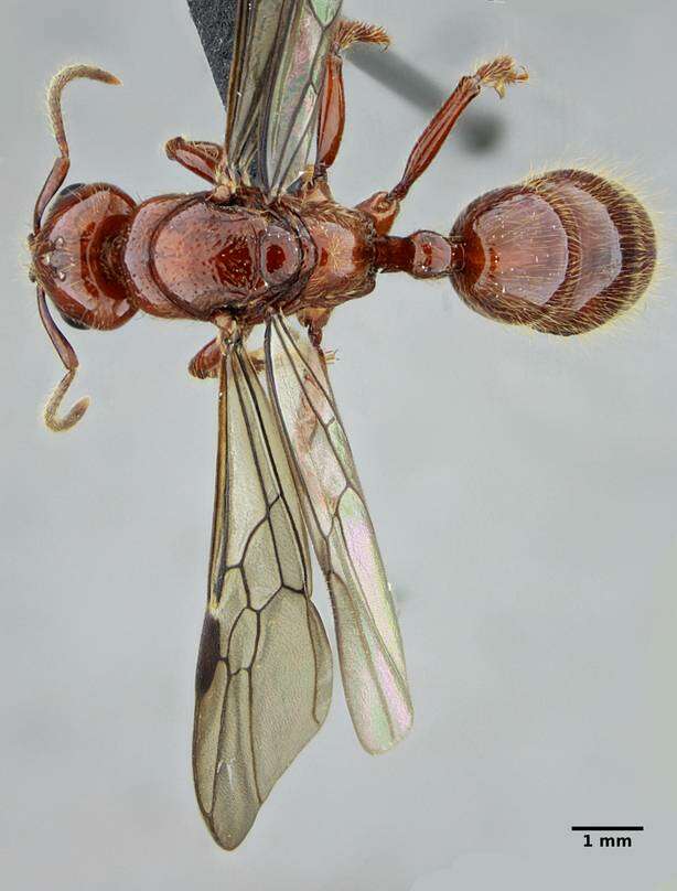 Plancia ëd Centromyrmex gigas Forel 1911