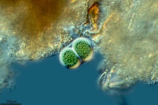 Image of Chroococcus turgidus