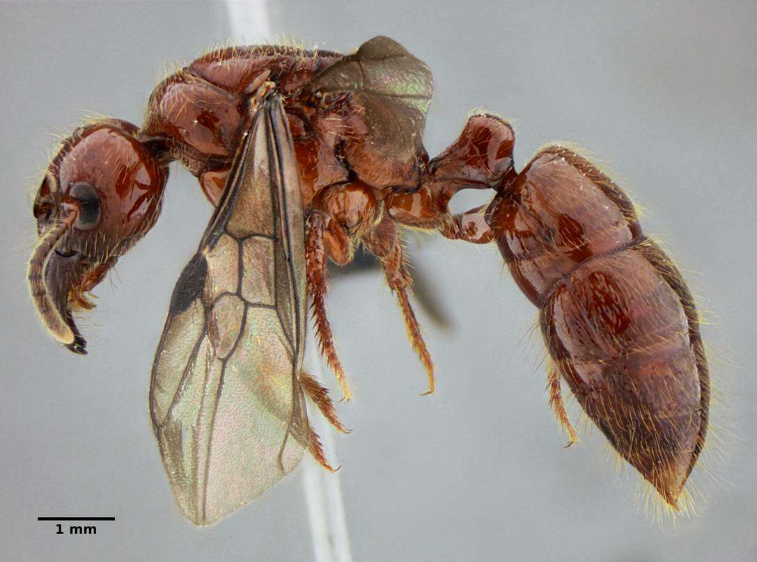 Plancia ëd Centromyrmex gigas Forel 1911