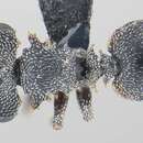 Image of Cephalotes betoi De Andrade 1999