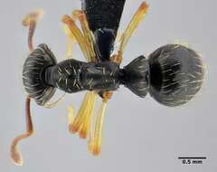 Image of Thaumatomyrmex contumax Kempf 1975