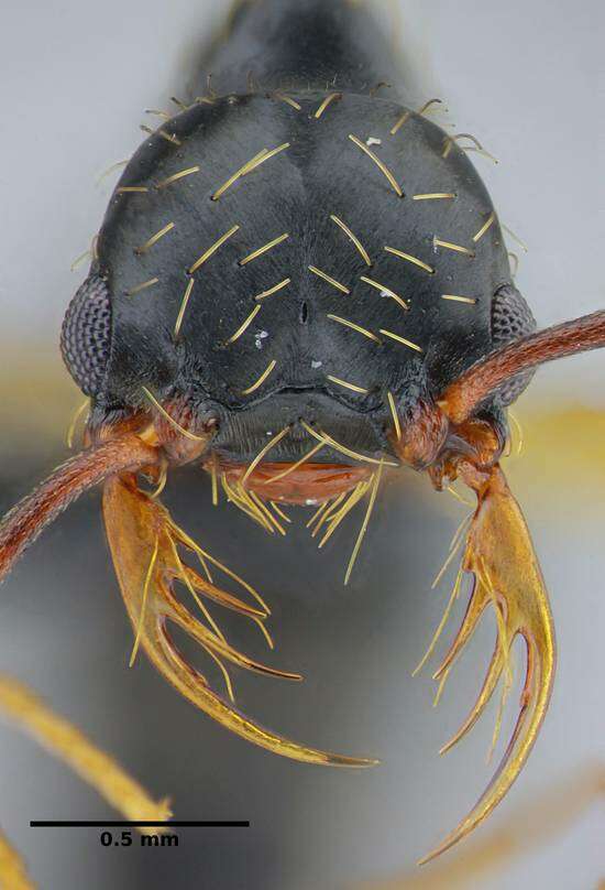 Image of Thaumatomyrmex contumax Kempf 1975