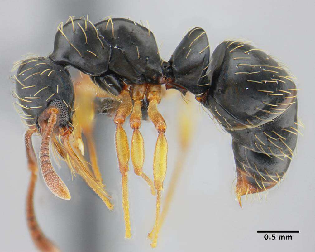 Image of Thaumatomyrmex contumax Kempf 1975