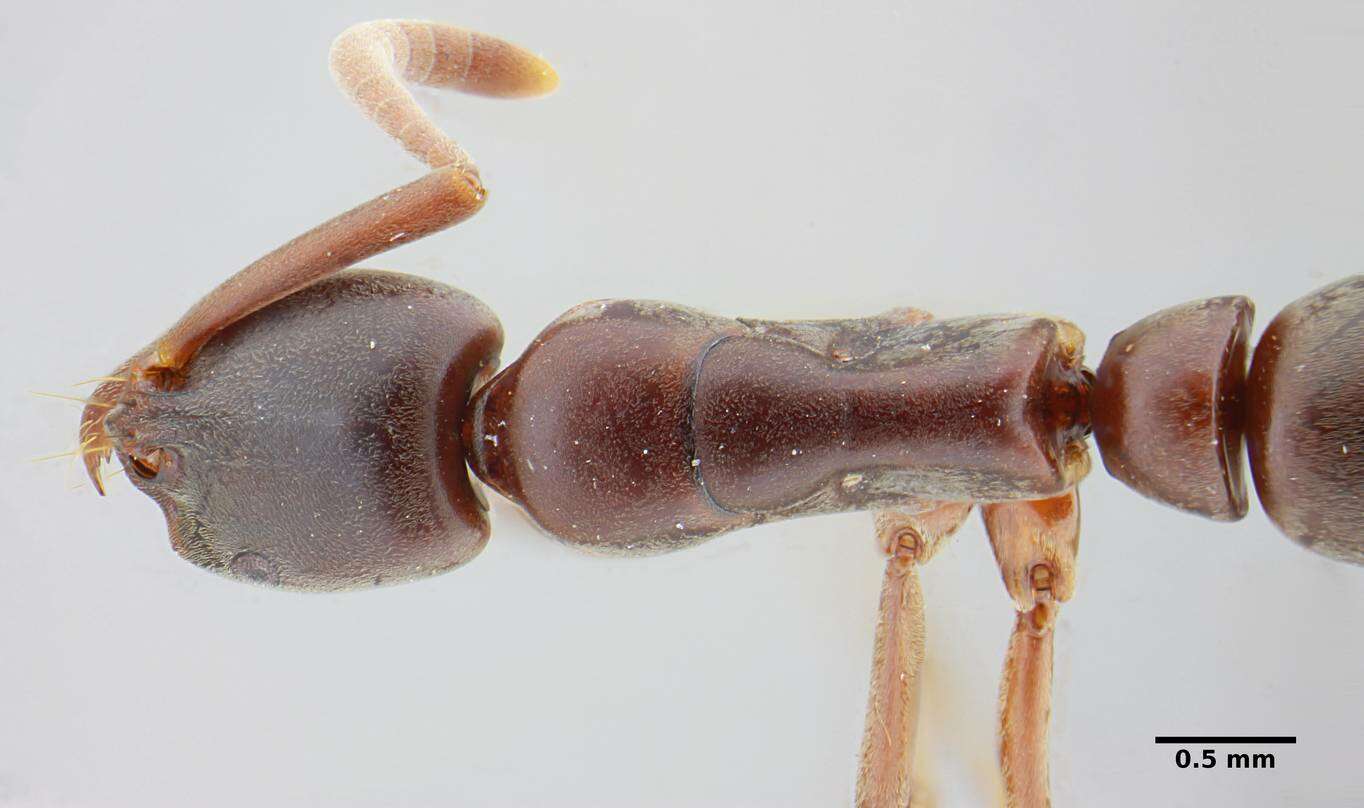 Image of Neoponera bucki