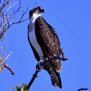 Image of ospreys