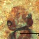 Image of Proiridomyrmex rotundatus