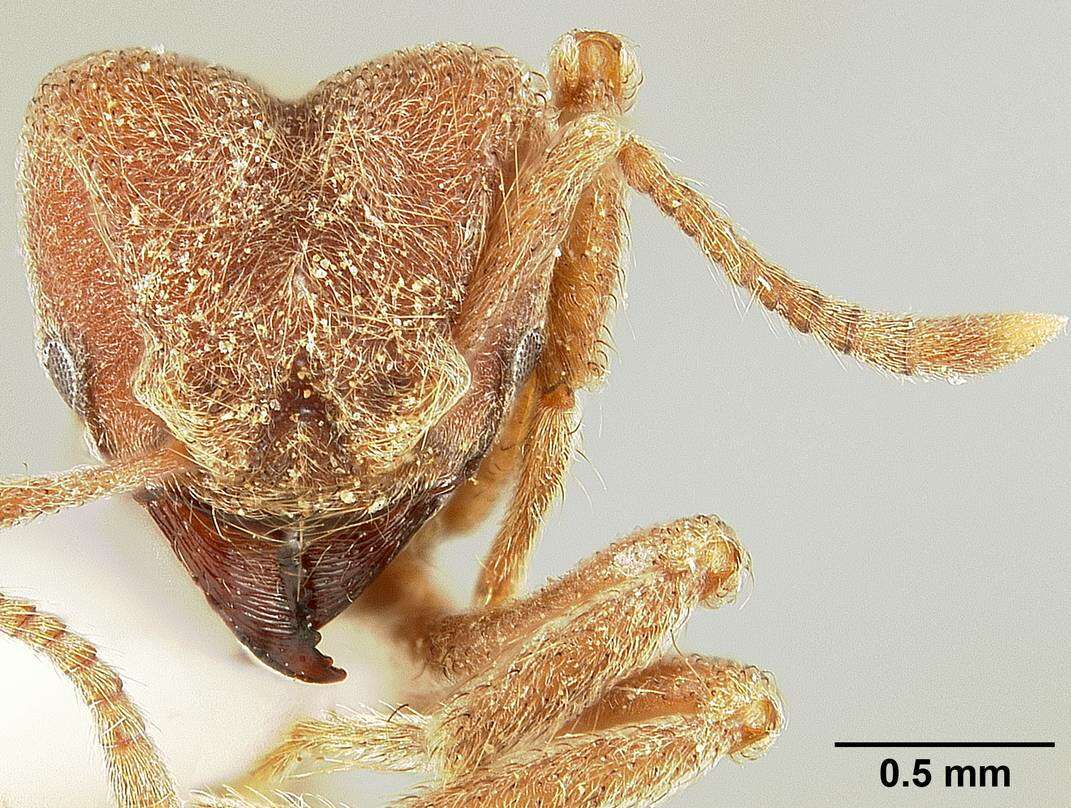 Image of Sericomyrmex