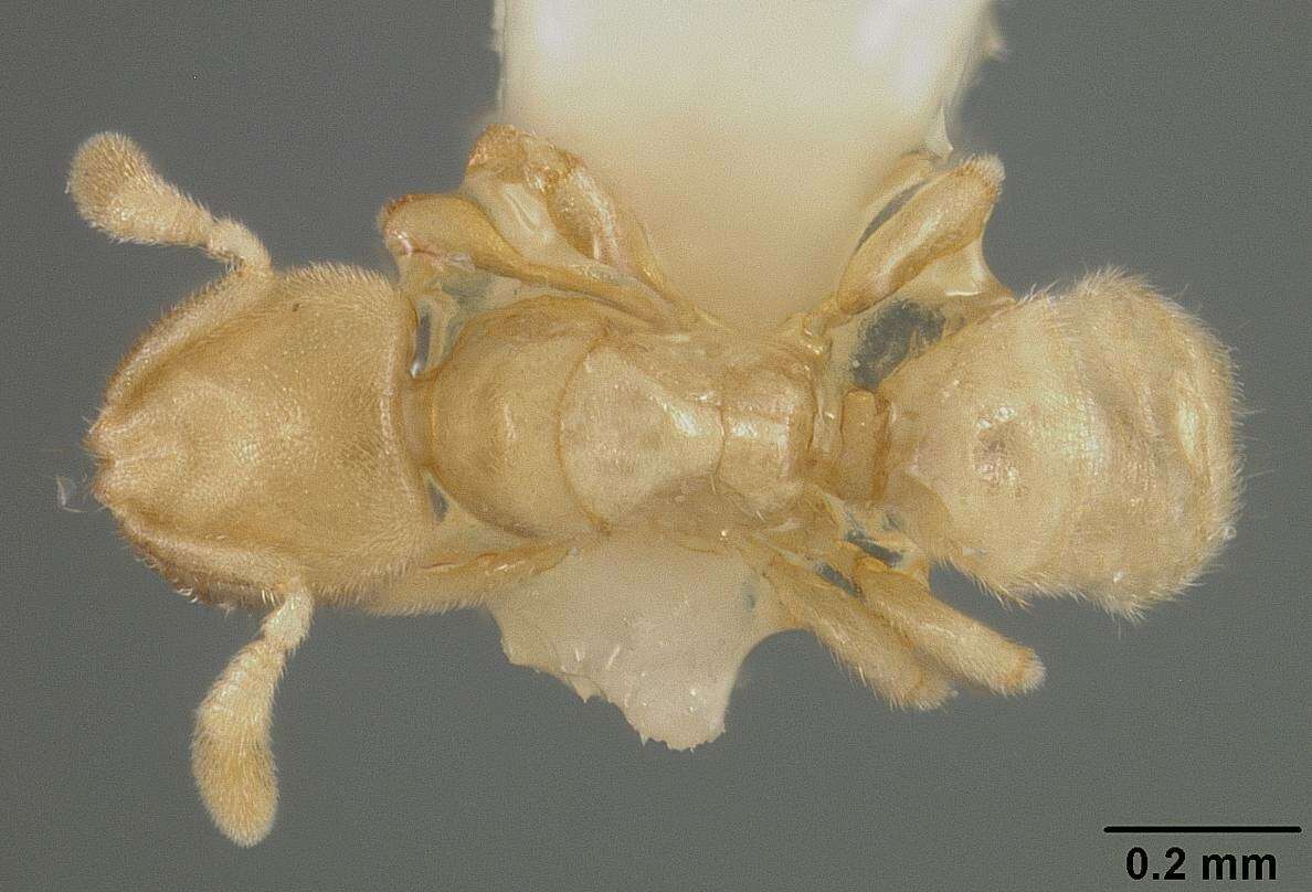 Image of Acropyga panamensis Weber 1944