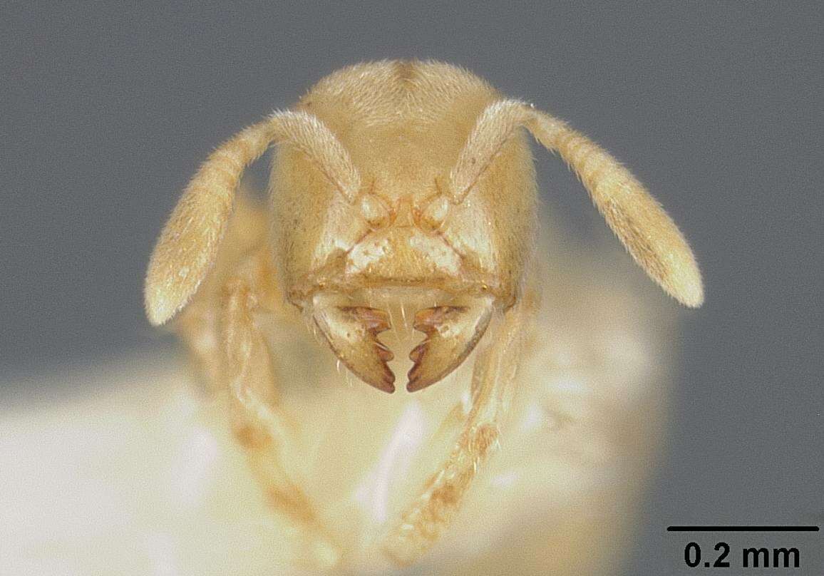 Image of Acropyga panamensis Weber 1944