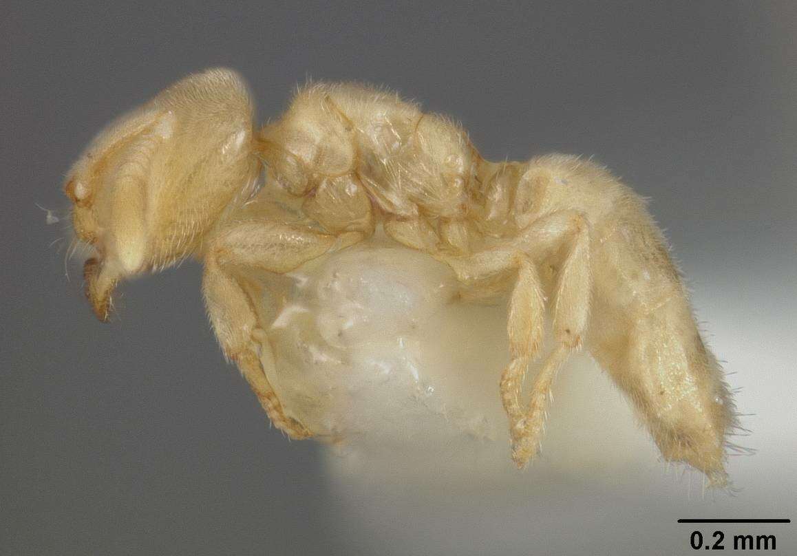 Image of Acropyga panamensis Weber 1944