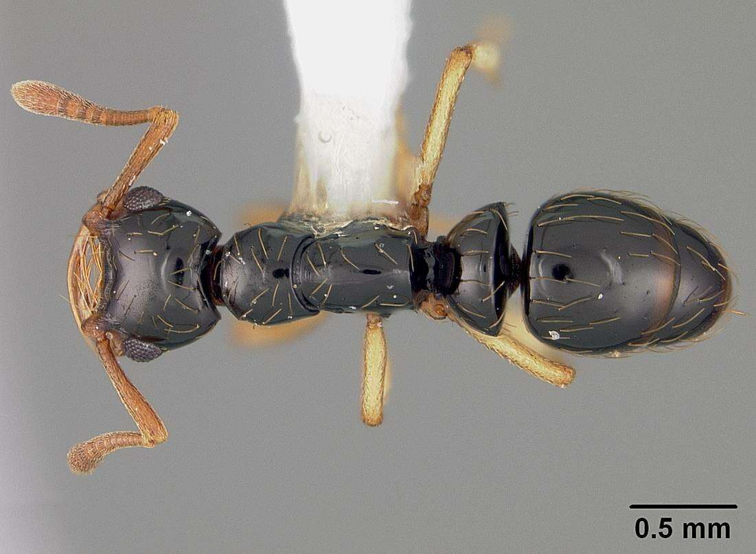 Image of Thaumatomyrmex