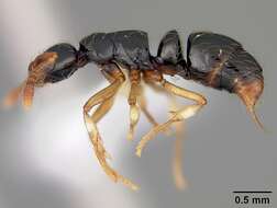 Image of Thaumatomyrmex