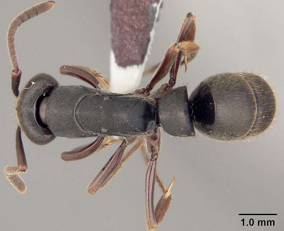 Image of Panther Ants