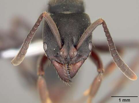 Image of Panther Ants