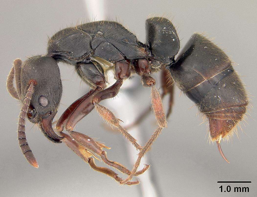 Image of Panther Ants