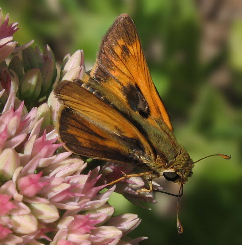 Atalopedes campestris Boisduval 1852 resmi