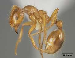 Imagem de Solenopsis virulens (Smith 1858)