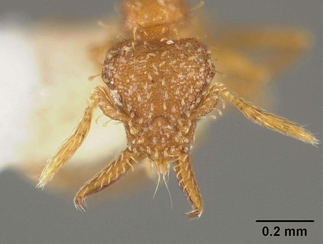 Слика од Strumigenys subedentata