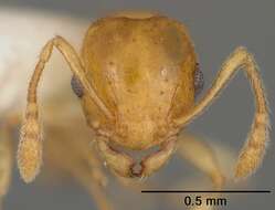 Image of Ochetomyrmex