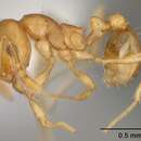 Image of <i>Ochetomyrmex neopolitus</i>