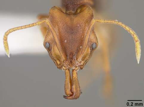 Image of Ant