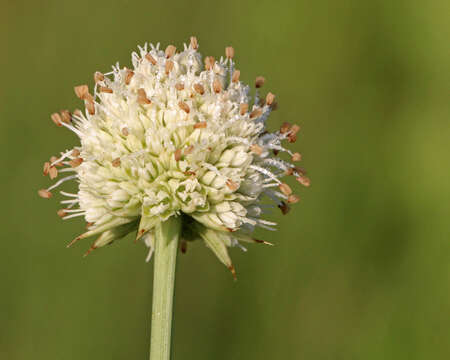 Image of button eryngo