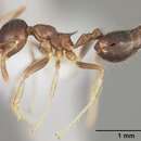 صورة <i>Crematogaster tenuicula</i> Forel