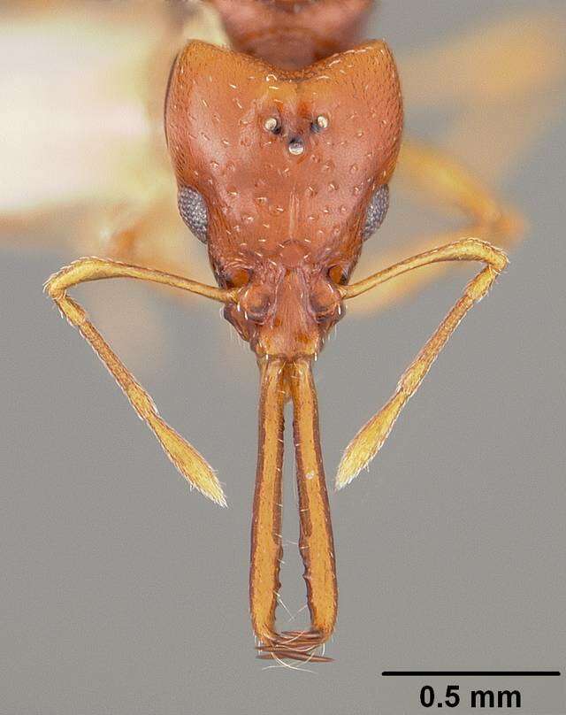 Image of Acanthognathus