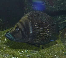 Image of Tanganyika blackfin