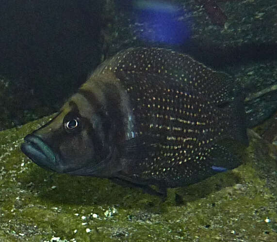 Image of Tanganyika blackfin