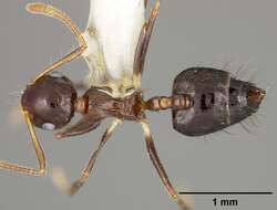 Image of Crematogaster sotobosque