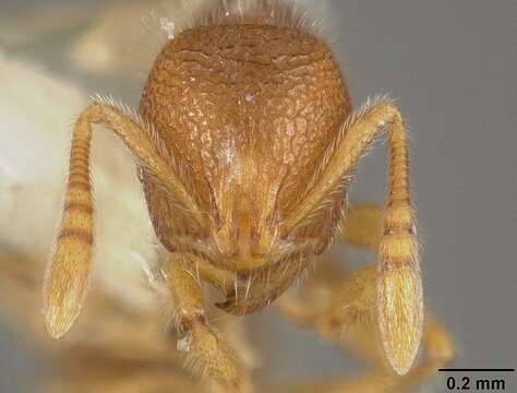 Image of Rogeria lirata