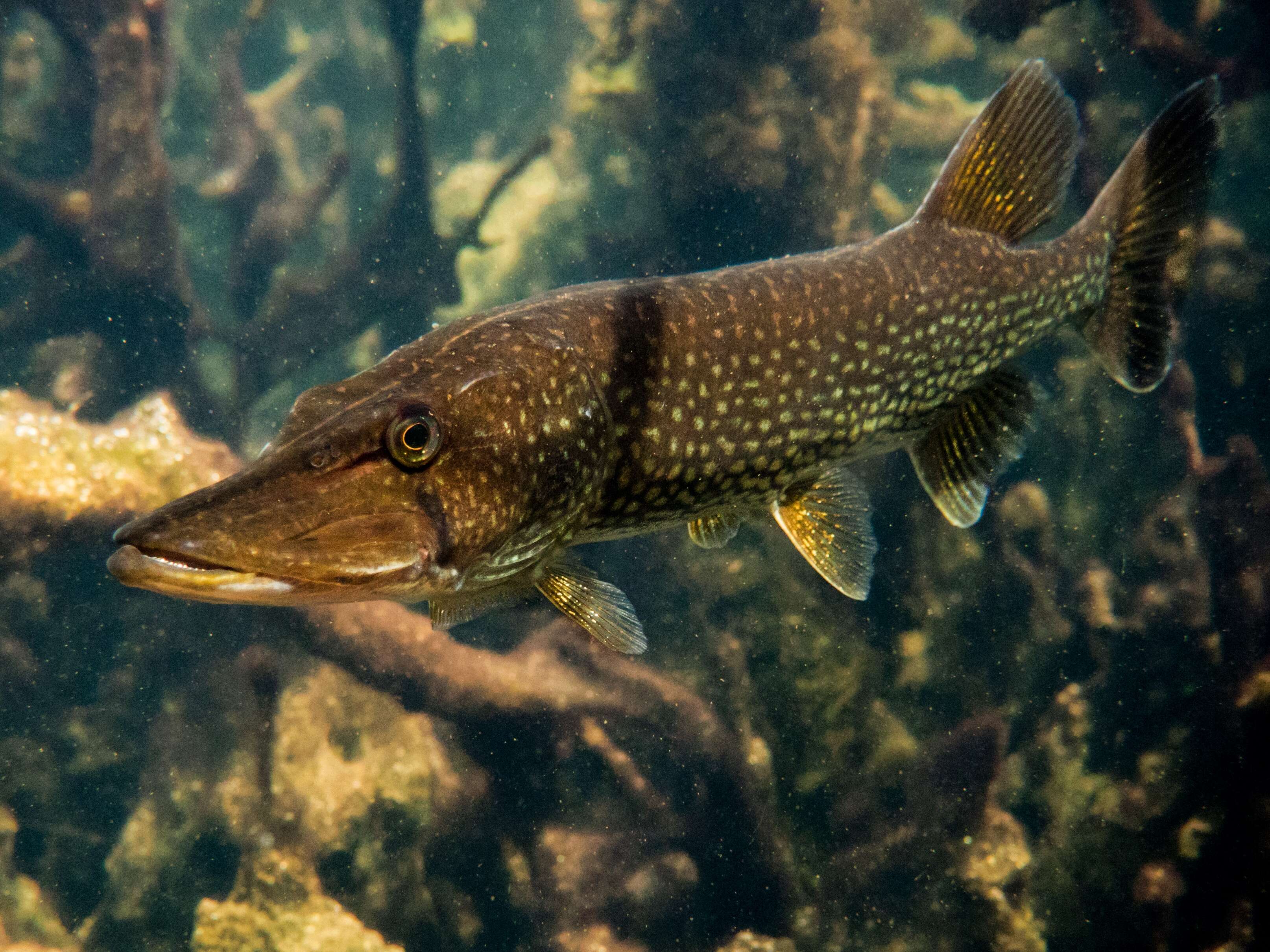 Plancia ëd Esox niger Lesueur 1818