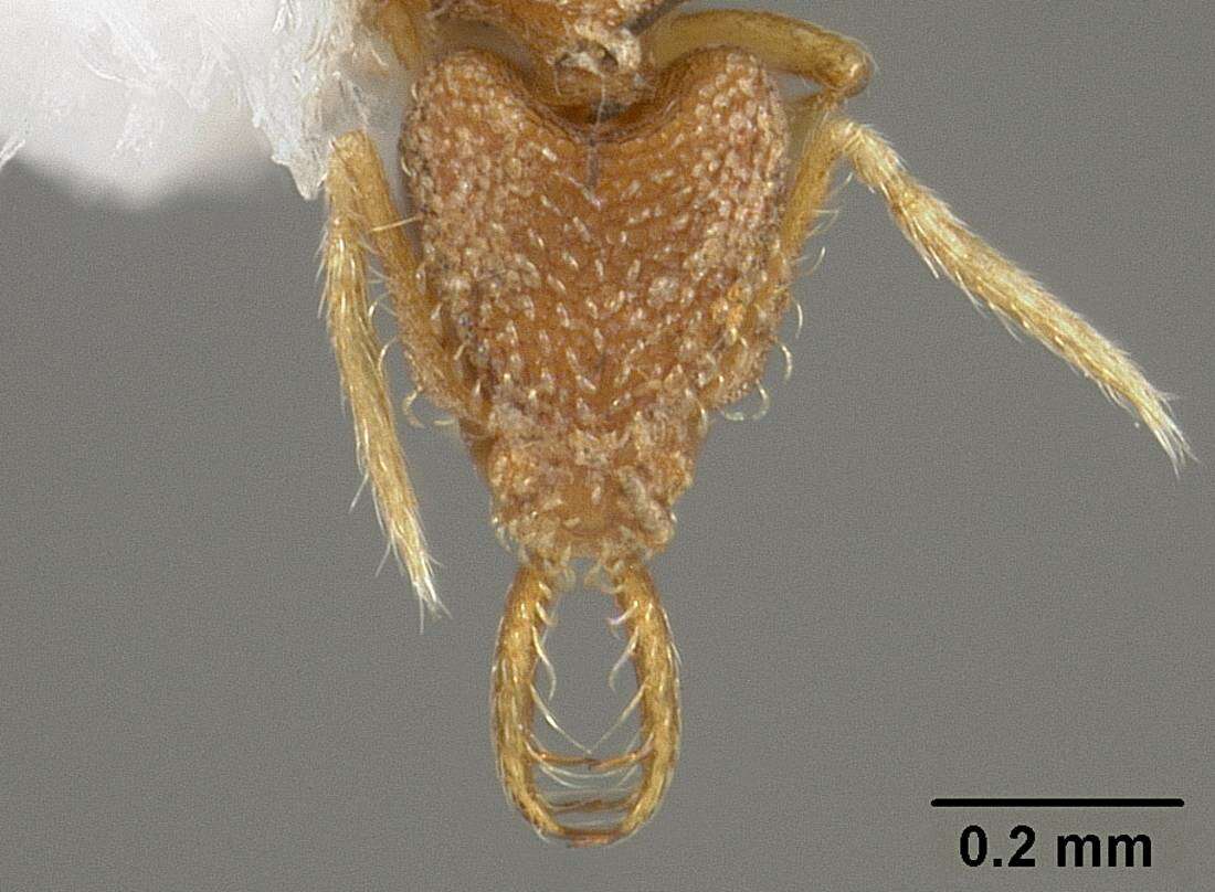 Image of Strumigenys carinithorax Borgmeier 1934