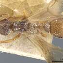 Myrmicocrypta collaris Emery 1913 resmi