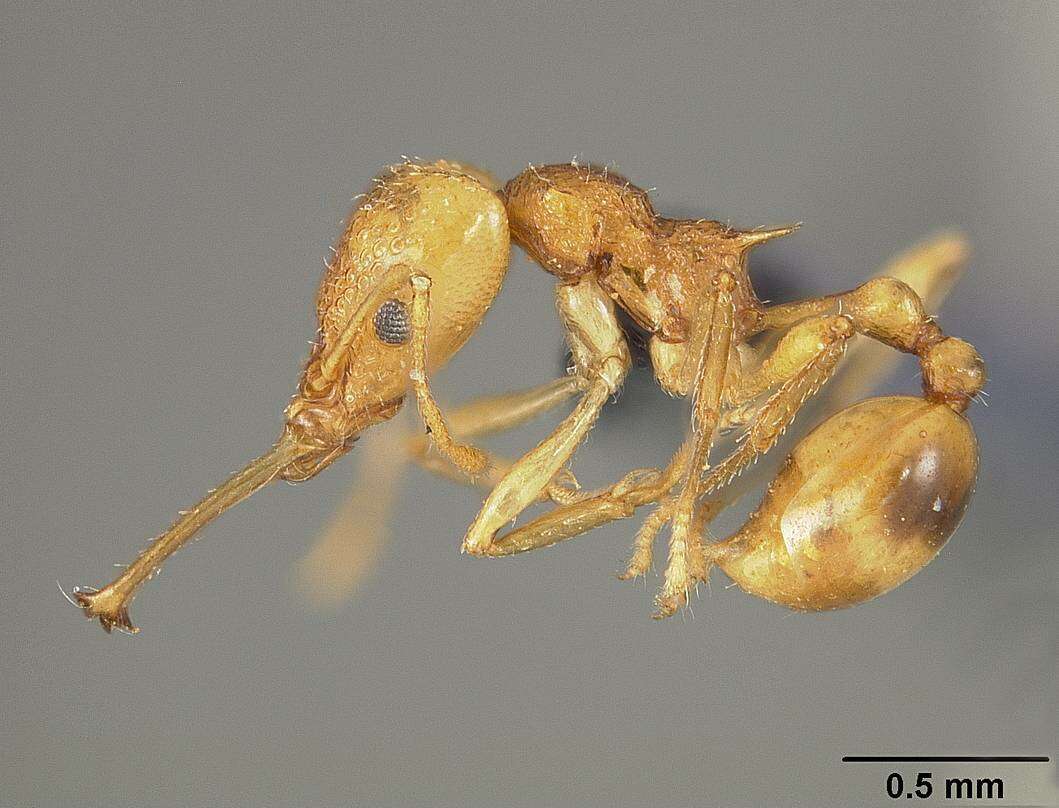 Image of Acanthognathus