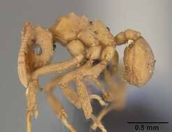 Imagem de Cyphomyrmex rimosus (Spinola 1851)