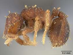 Image of Octostruma betschi Perrault 1988